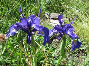 Irises in the Sorteny Valley Irises in the Sorteny Valley