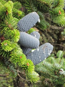 Some amazing blue pine cones at the Everest View Hotel